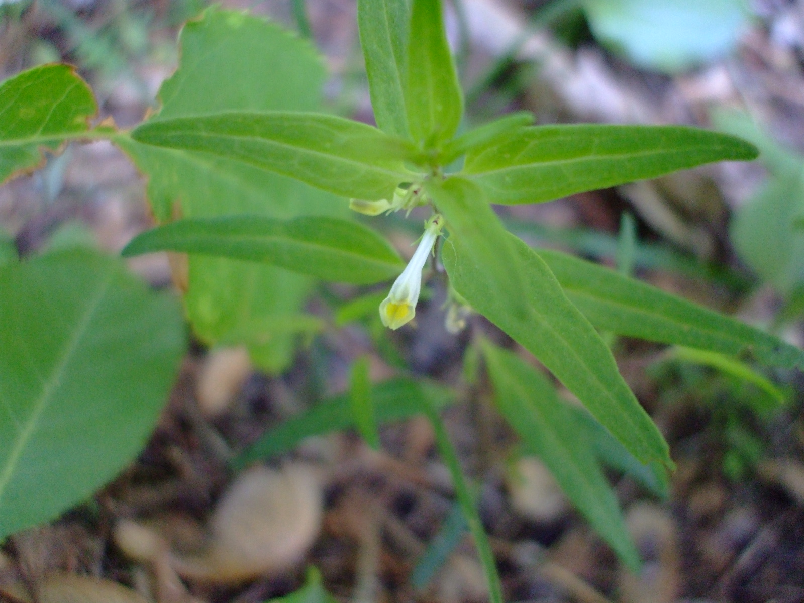 Melampyrum lineare